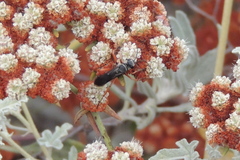 Episyron conterminus