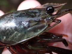 Macrobrachium latimanus