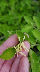 Lonicera morrowii
