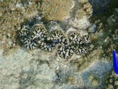 Tridacna noae