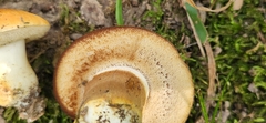 Tylopilus balloui