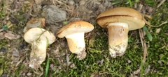Tylopilus balloui