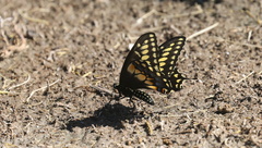 Papilio polyxenes rudkini