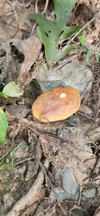 Tylopilus balloui