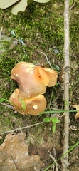 Tylopilus balloui