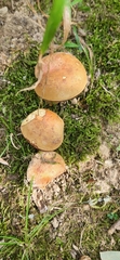 Tylopilus balloui