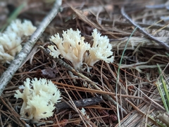 Clavulina coralloides