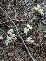 Clavulina coralloides