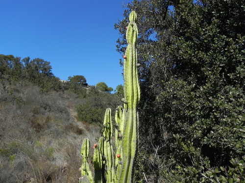 Cereus repandus