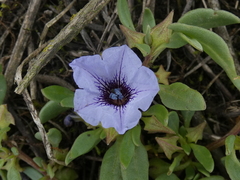 Nolana humifusa