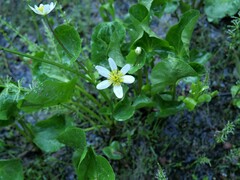 Caltha biflora