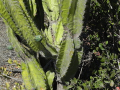 Cereus repandus