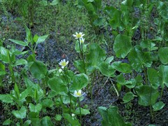 Caltha biflora