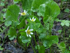 Caltha biflora