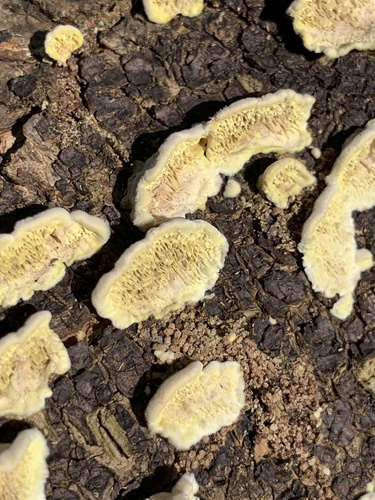 Flavodon flavus, 2022-09-27