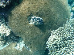Tridacninae
