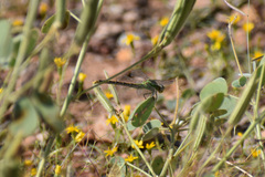 Gomphidae