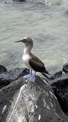 Sula nebouxii excisa