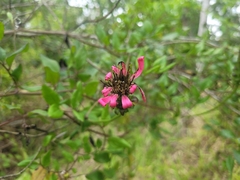 Mutisia speciosa