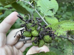 Taphrina robinsoniana