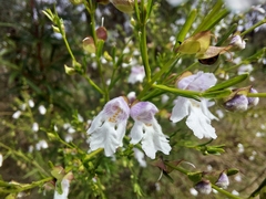 Prostanthera nivea