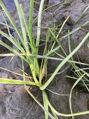 Triglochin scilloides