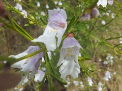 Prostanthera nivea