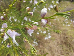 Prostanthera nivea