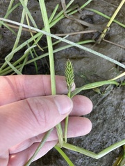 Triglochin scilloides