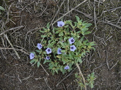 Nolana humifusa