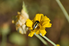 Acmaeodera scalaris