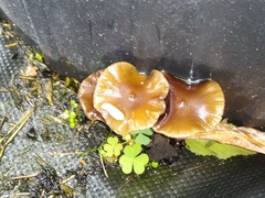 Psilocybe stuntzii