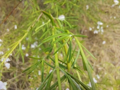 Prostanthera nivea