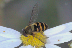 Syrphus torvus