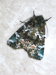 Chytonix mniochroa