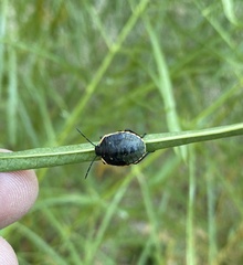 Chlorochroa