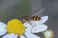 Syrphus torvus