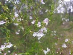 Prostanthera nivea