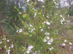 Prostanthera nivea