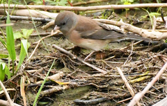 Junco hyemalis mearnsi
