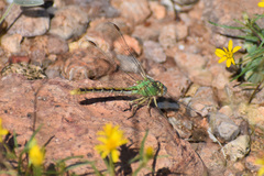 Gomphidae
