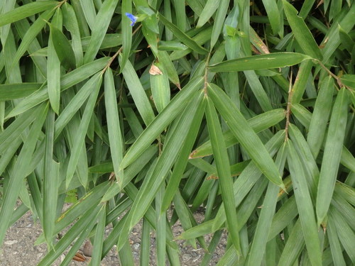 Pleioblastus argenteostriatus iNat (1)