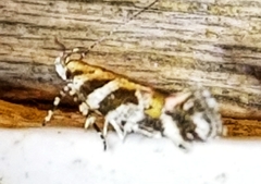 Aristotelia roseosuffusella