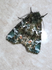 Chytonix mniochroa