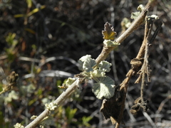 Malacothamnus fasciculatus