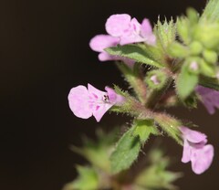Stachys agraria