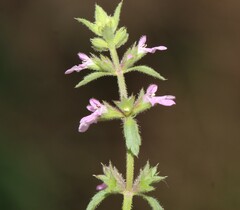 Stachys agraria