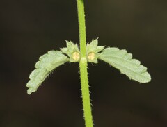 Stachys agraria