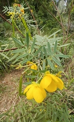 Senna aciphylla