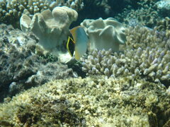 Chaetodon trifascialis